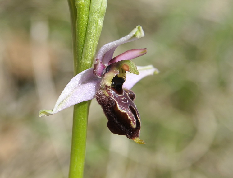 Orchidee del Chianti 3